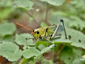 saltamontes