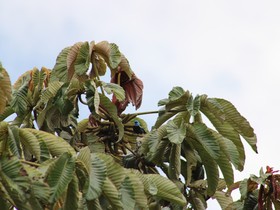 aves-colombia