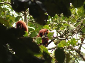 fauna-colombia