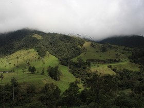 valle-del-cocora