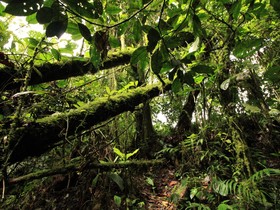 verde-colombia